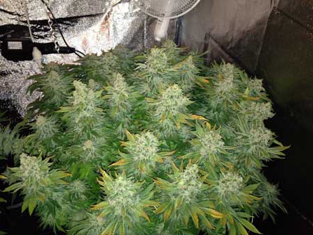 Example of a White Widow marijuana plant with many huge colas as the result of LST training!