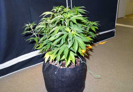 If any colas are getting taller than the others on your marijuana plant like this....