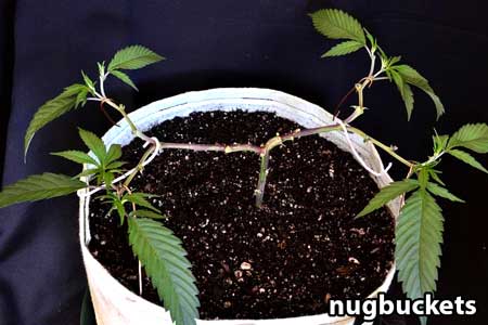 Marijuana clone after being pruned for 8 colas - Clone Main-Lining Tutorial