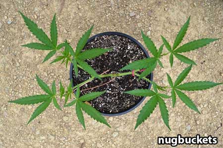Marijuana clone is pruned for 4, then allowed to grow out - Nugbuckets