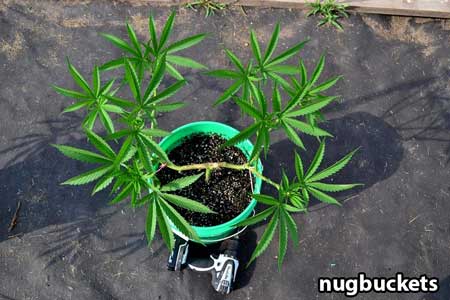 Main-lined clone is repotted in 5 gallon bucket - Nugbuckets