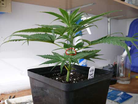 Symmetrical marijuana clone is perfect candidate for main-lining