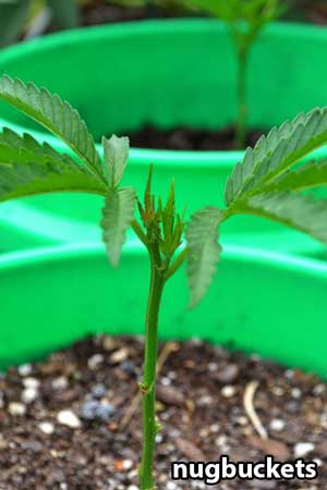 This marijuana clone naturally has two colas, and does not need to be topped before main-lining