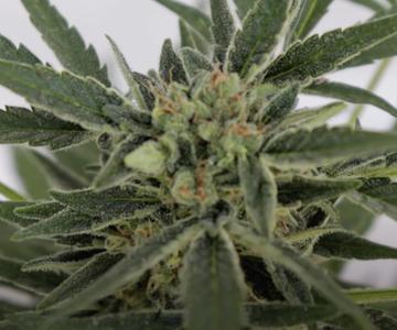 Tipos de semillas de marihuana