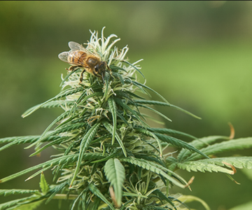 Cuántas horas de luz necesita una planta de marihuana